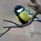 Kohlmeise (Parus major)