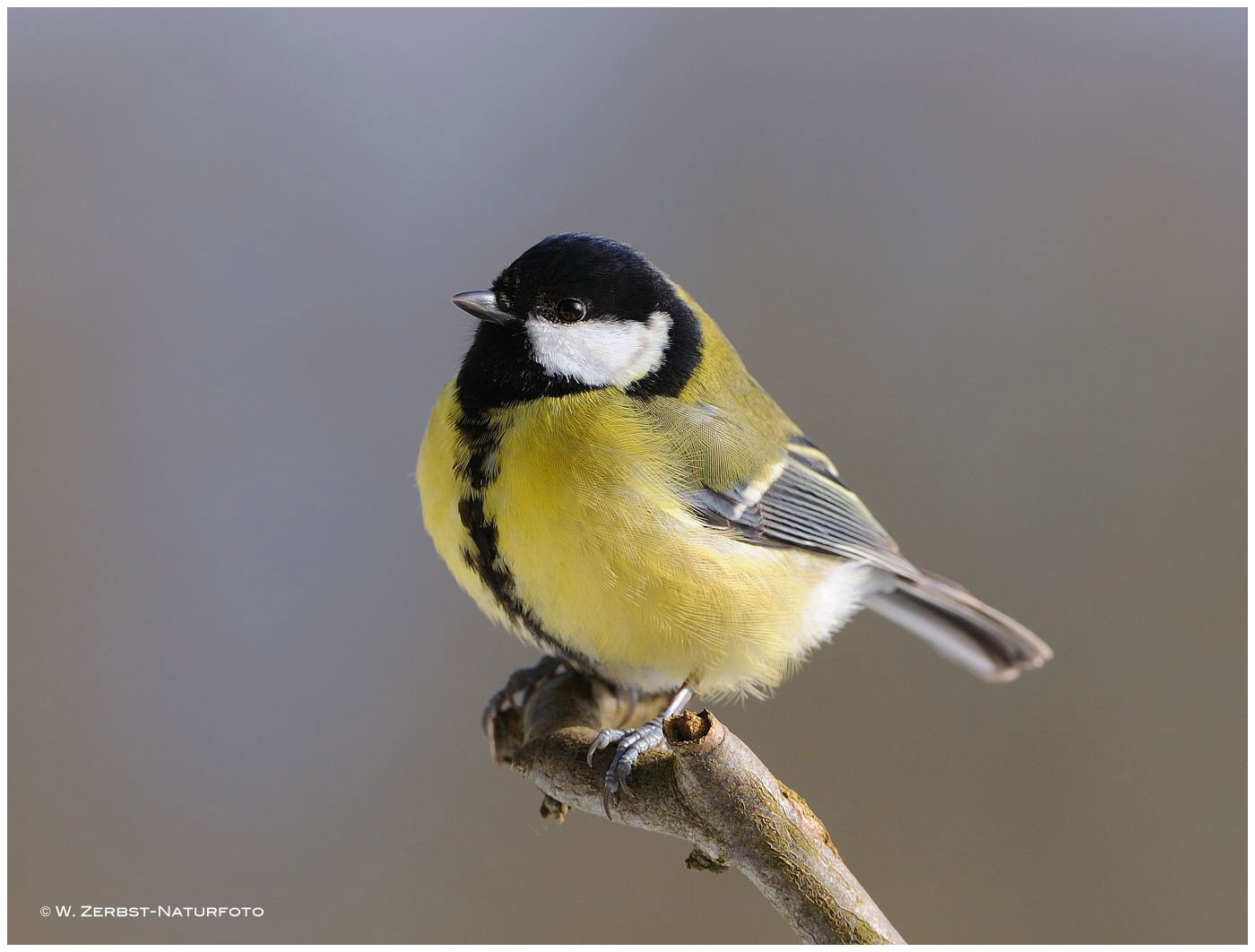 --- Kohlmeise --- ( Parus major )