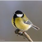 --- Kohlmeise --- ( Parus major )