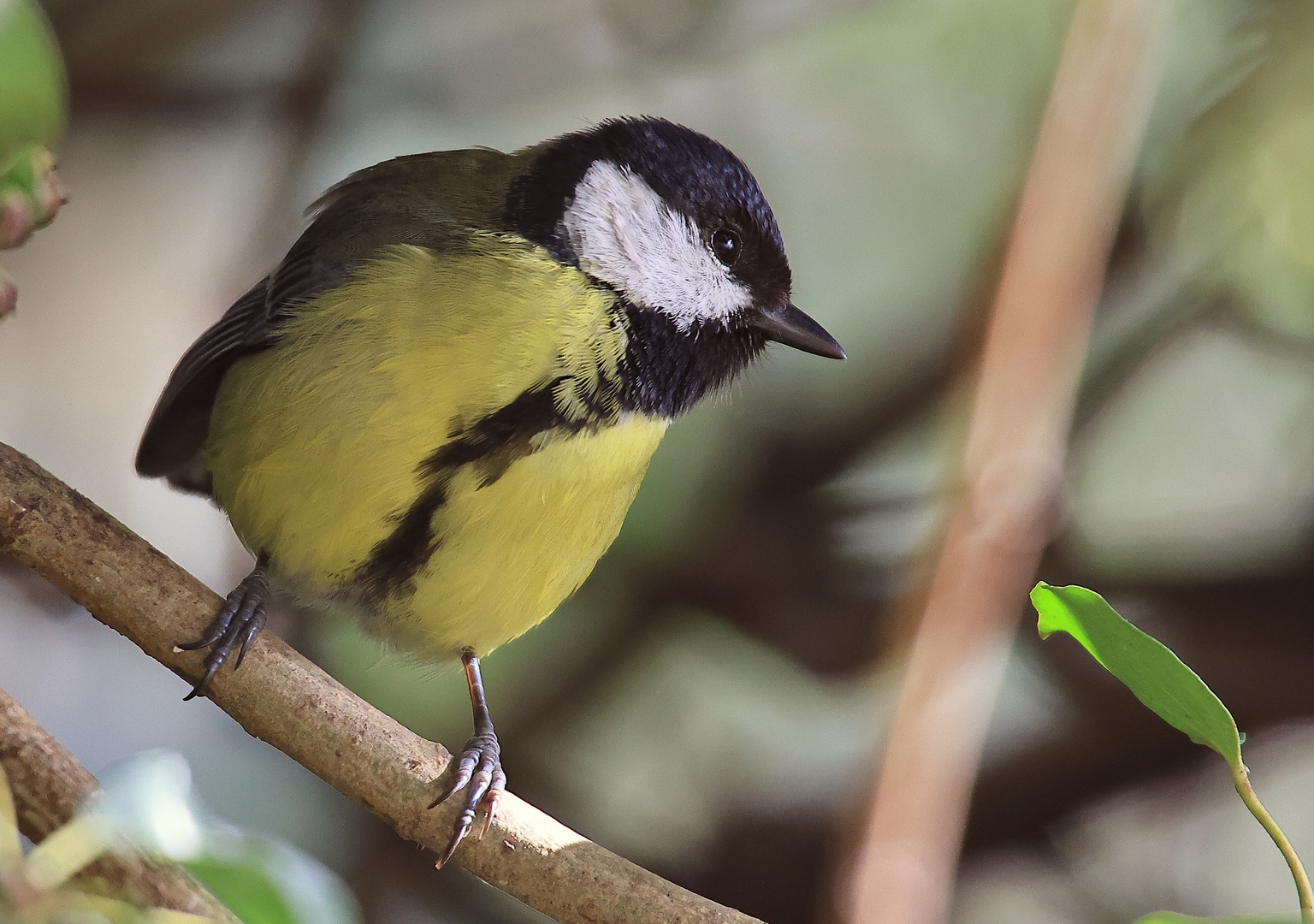 Kohlmeise Parus major