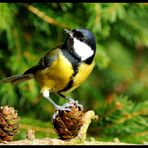 - Kohlmeise - ( Parus major )