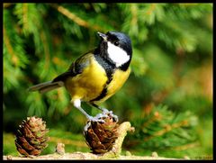 - Kohlmeise - ( Parus major )