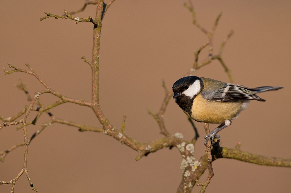 Kohlmeise (Parus major)