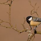 Kohlmeise (Parus major)