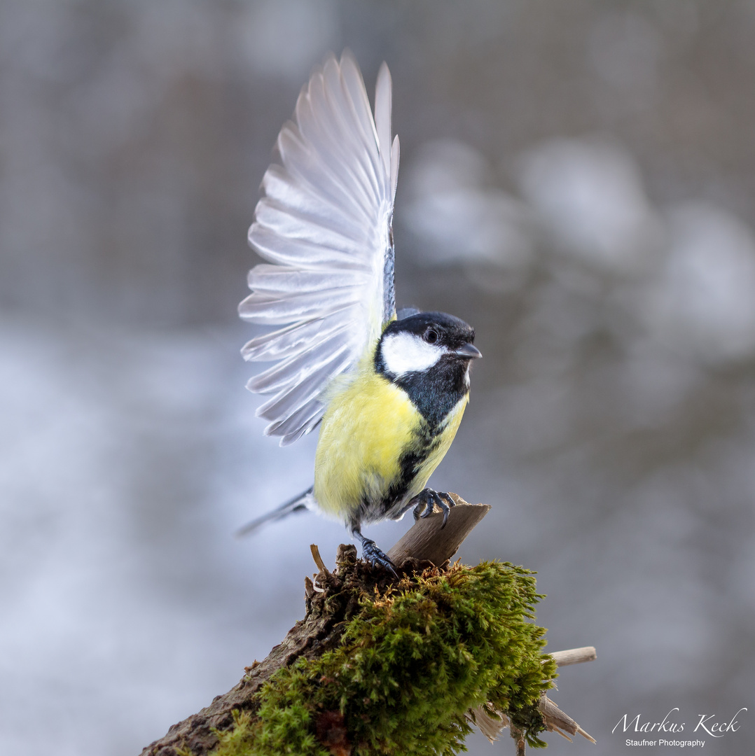 Kohlmeise - Parus major