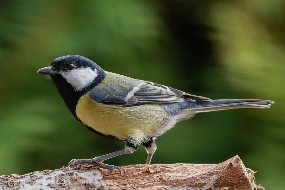 Kohlmeise (Parus major)