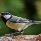 Kohlmeise (Parus major)