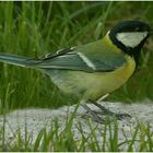 Kohlmeise (Parus major)