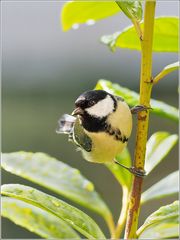 Kohlmeise (Parus major)