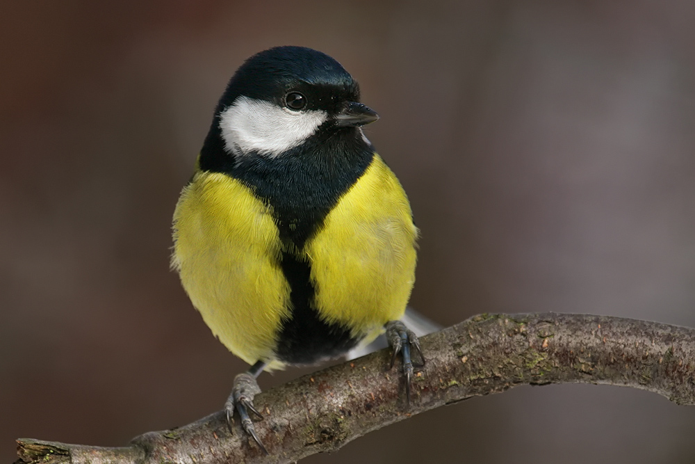 Kohlmeise (Parus major)