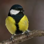 Kohlmeise (Parus major)