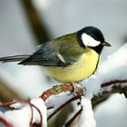 Kohlmeise (Parus major)