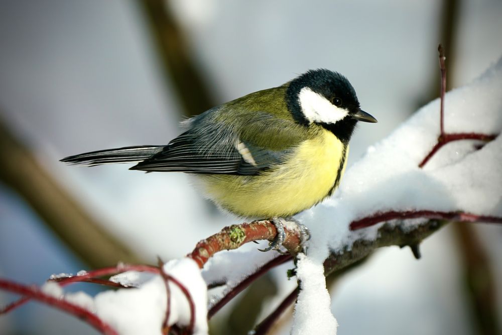 Kohlmeise (Parus major)