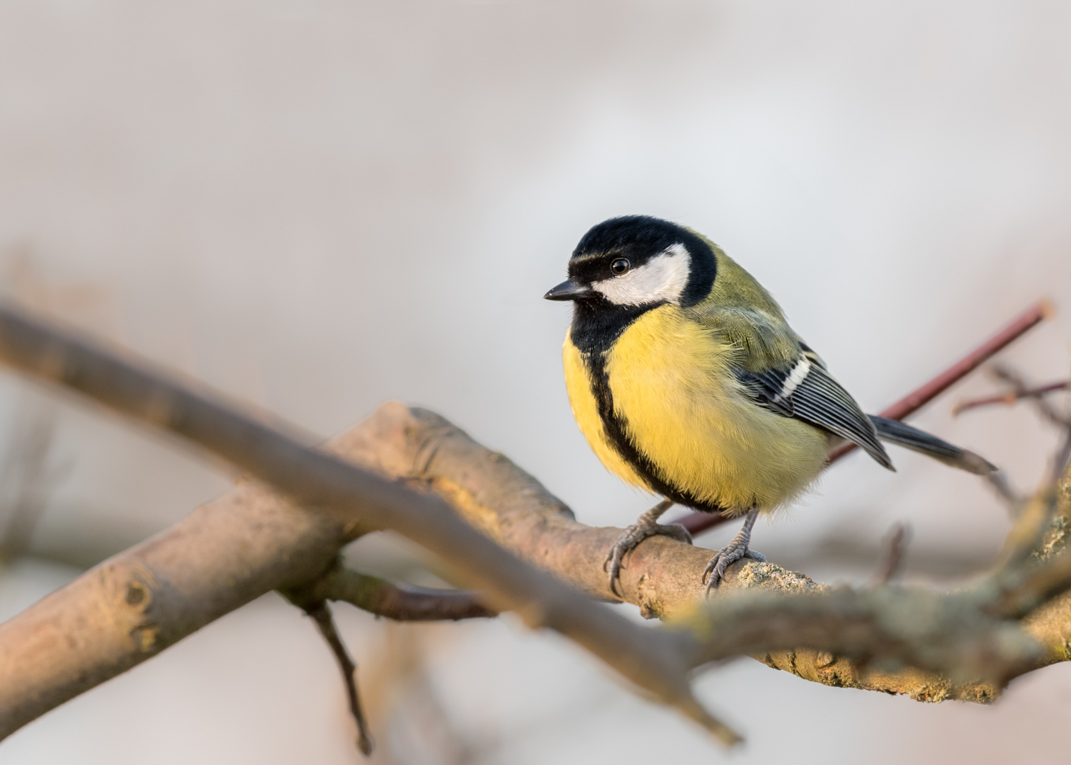 Kohlmeise (Parus major) 