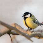 Kohlmeise (Parus major) 