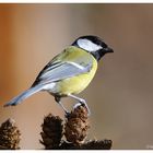 -- Kohlmeise -- ( Parus major )