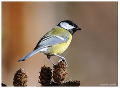 -- Kohlmeise -- ( Parus major )