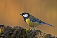 Kohlmeise - Parus major