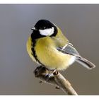 ---- Kohlmeise ---- ( Parus major )