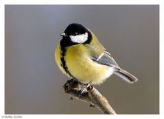 ---- Kohlmeise ---- ( Parus major )