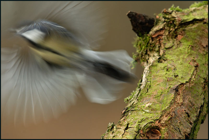 Kohlmeise (Parus major)