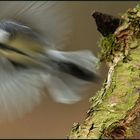 Kohlmeise (Parus major)