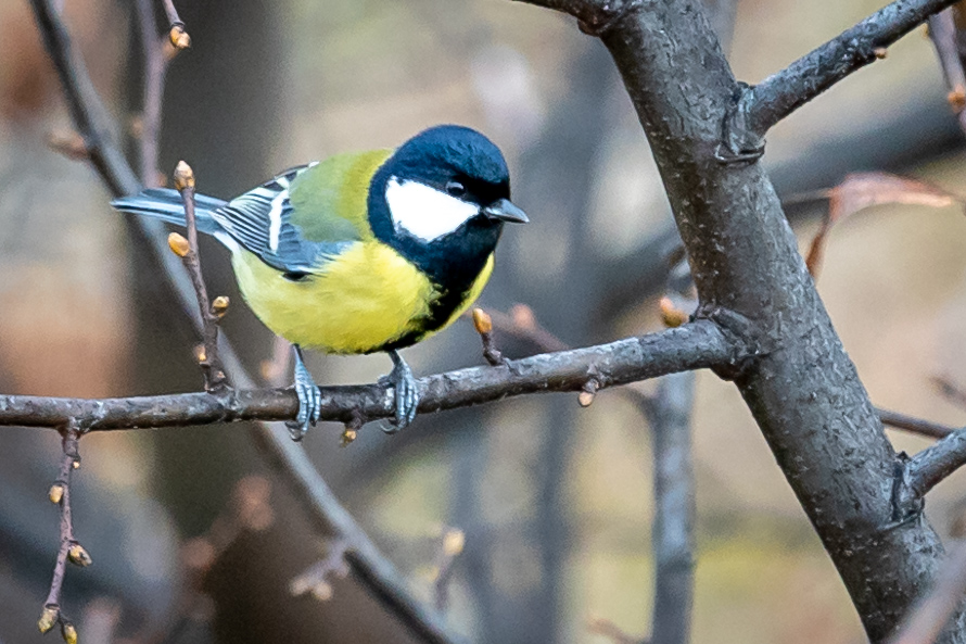 Kohlmeise Parus major