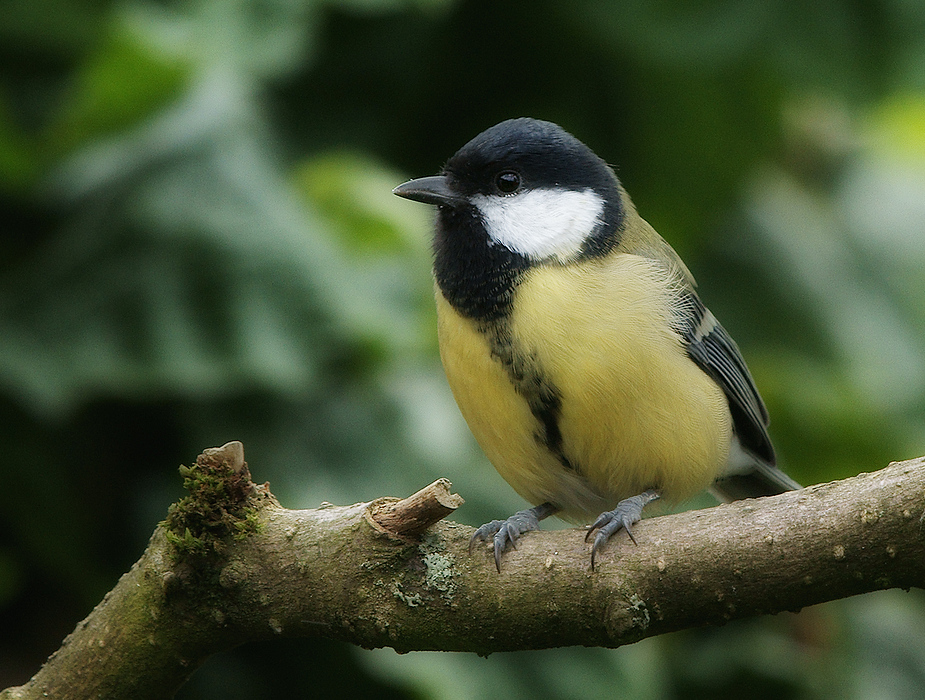 Kohlmeise ( Parus major )