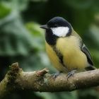 Kohlmeise ( Parus major )