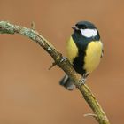 Kohlmeise (Parus major)