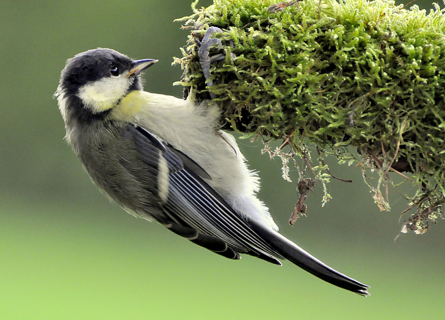 Kohlmeise (Parus Major)