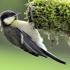 Kohlmeise (Parus Major)