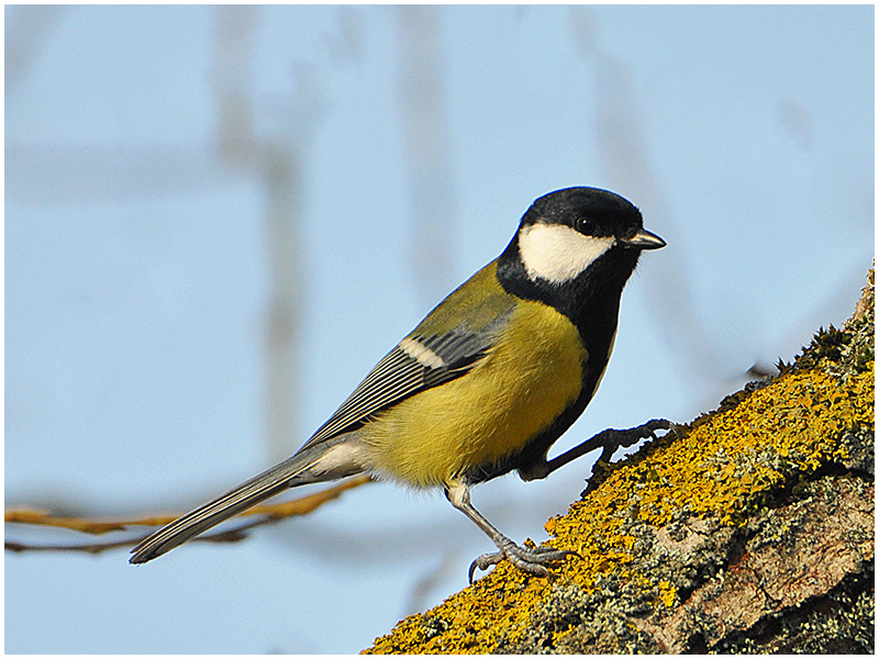 Kohlmeise - Parus major