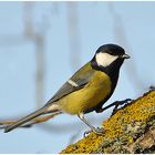 Kohlmeise - Parus major