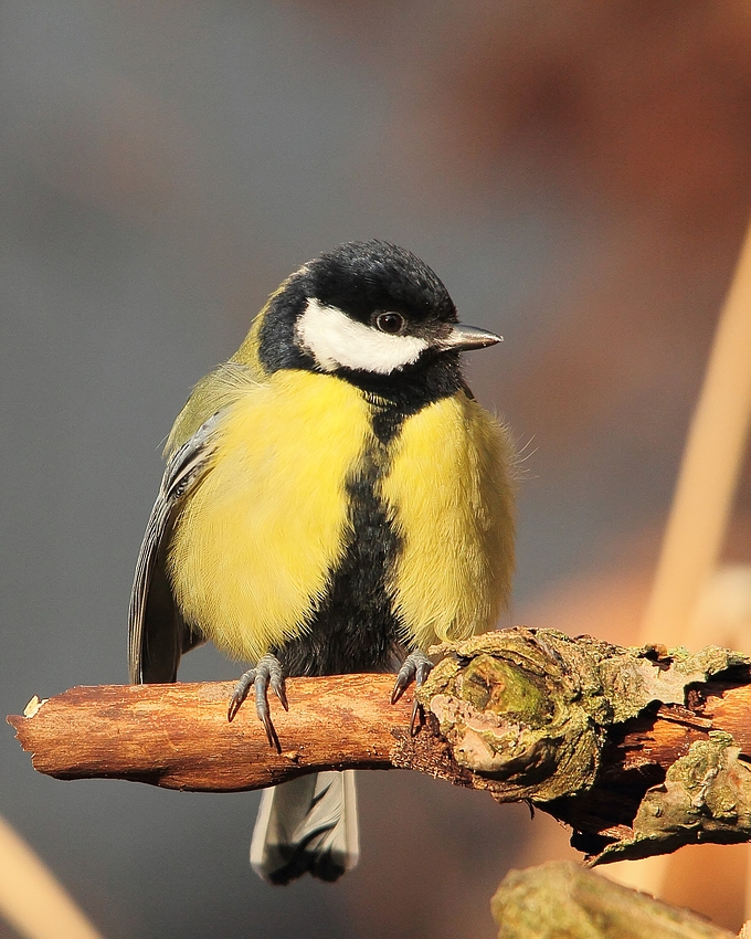 Kohlmeise (Parus major)