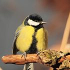 Kohlmeise (Parus major)