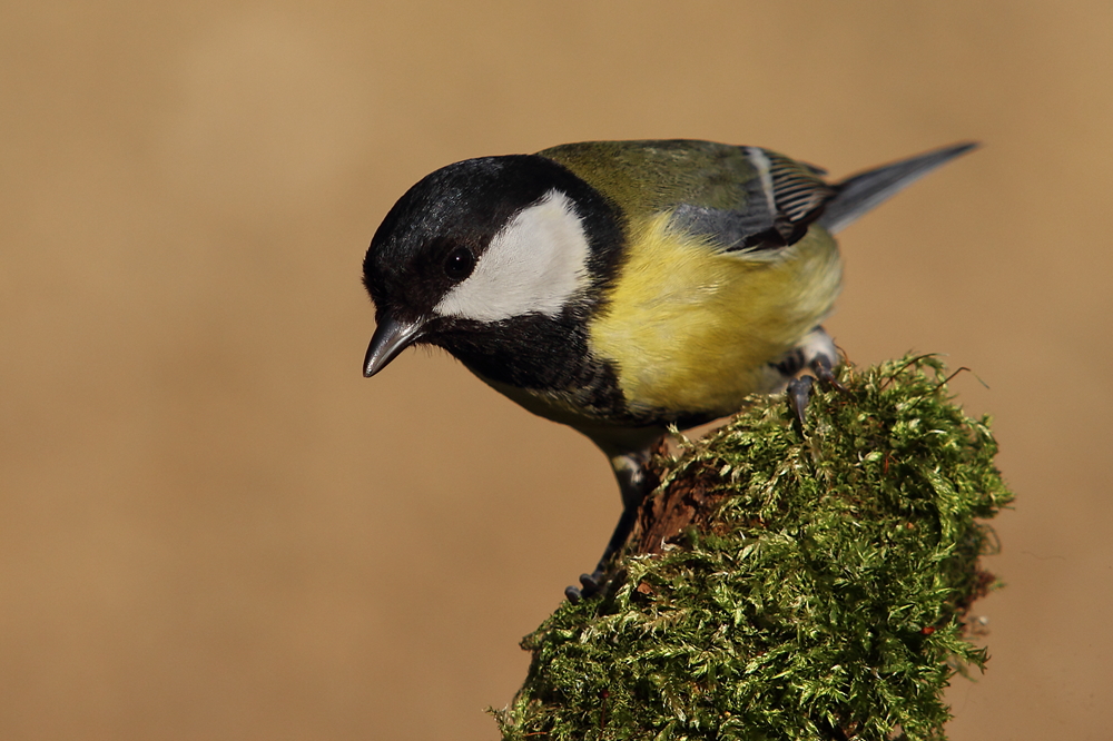 Kohlmeise (Parus major)