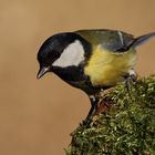 Kohlmeise (Parus major)