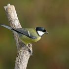  Kohlmeise (Parus major) 