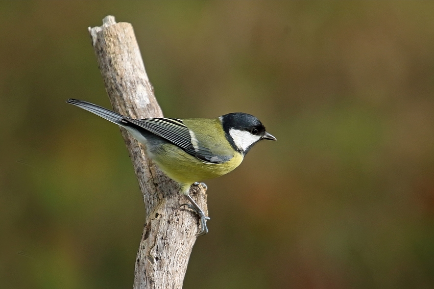  Kohlmeise (Parus major) 