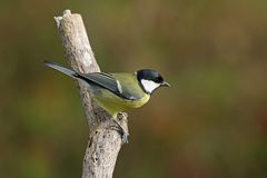  Kohlmeise (Parus major) 