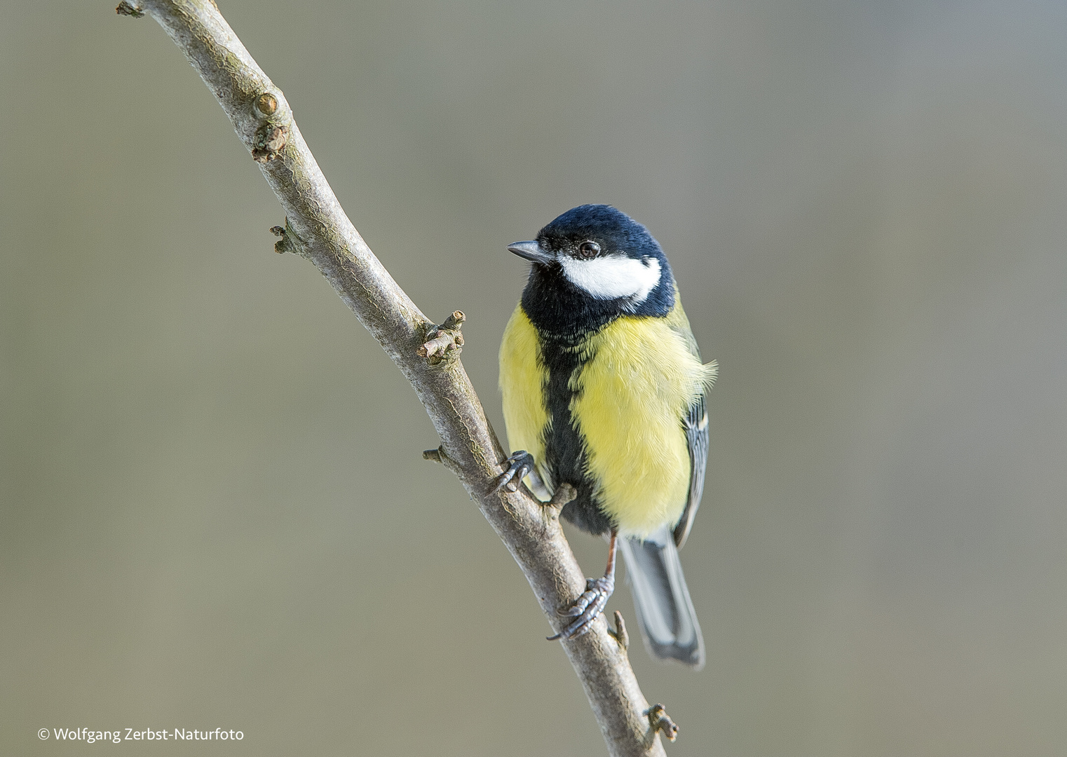 -- Kohlmeise --  ( Parus major )