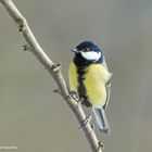 -- Kohlmeise --  ( Parus major )