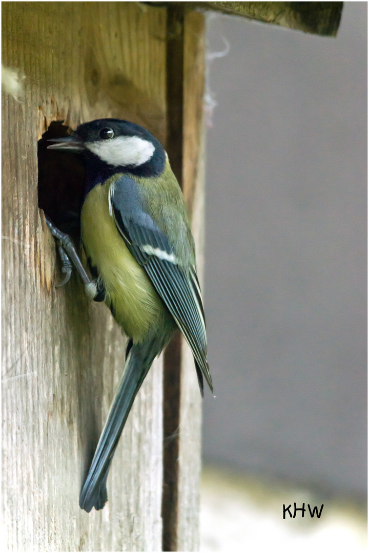 Kohlmeise (Parus major)