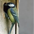 Kohlmeise (Parus major)