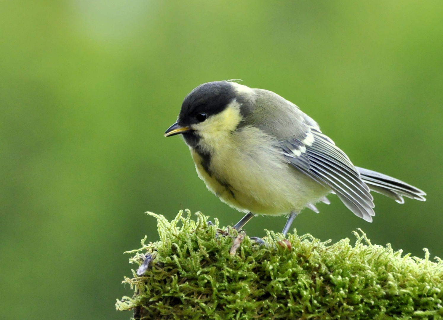 Kohlmeise (Parus Major)