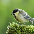 Kohlmeise (Parus Major)