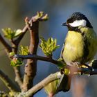 Kohlmeise (Parus major)