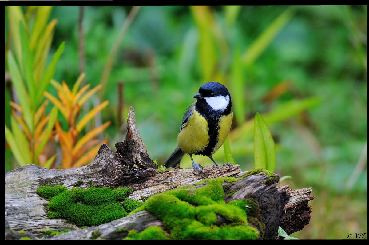 - Kohlmeise - ( Parus major )