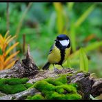 - Kohlmeise - ( Parus major )